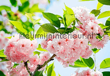 Sakura Blossom fotomurales 00133 Ideal-Decor Poster Ideal Decor